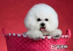 小狗对磷的摄取有什么规定