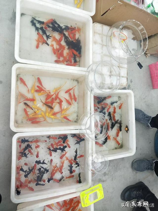 年前卖点什么东西挣钱？ 农村，庙会上卖点什么东西，投资少，挣点钱？