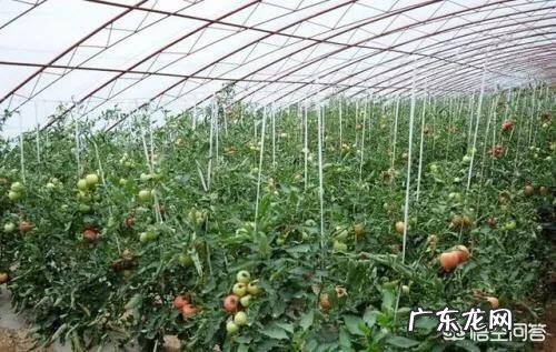 大棚种什么省事又赚钱？ 东北大棚种点什么能赚钱？