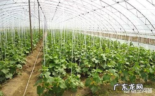 大棚种什么省事又赚钱？ 东北大棚种点什么能赚钱？