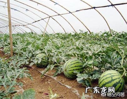 大棚种什么省事又赚钱? 东北大棚种点什么能赚钱?