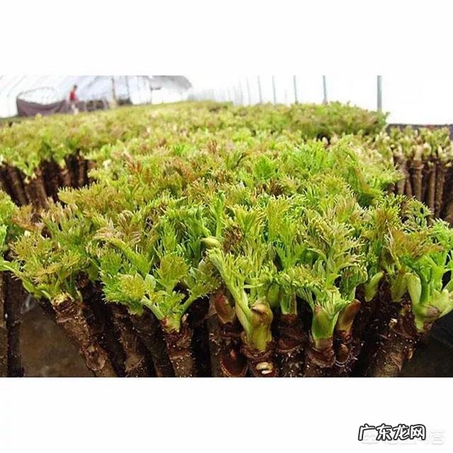 大棚种什么省事又赚钱？ 东北大棚种点什么能赚钱？