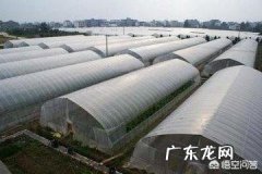 大棚种什么省事又赚钱？ 东北大棚种点什么能赚钱？