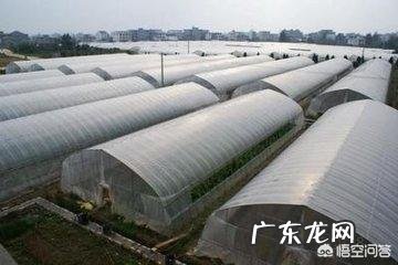 大棚种什么省事又赚钱？ 东北大棚种点什么能赚钱？