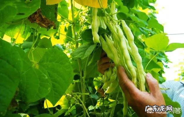 大棚种什么省事又赚钱？ 东北大棚种点什么能赚钱？