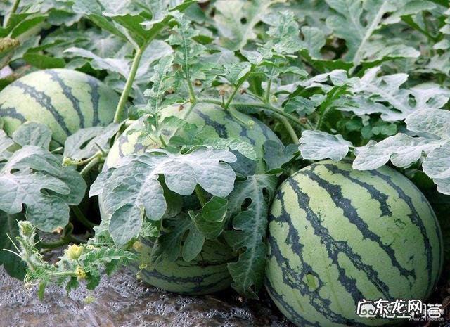 大棚种什么省事又赚钱? 东北大棚种点什么能赚钱?