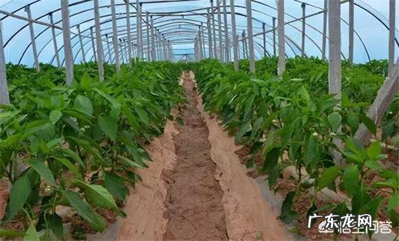 大棚种什么省事又赚钱？ 东北大棚种点什么能赚钱？
