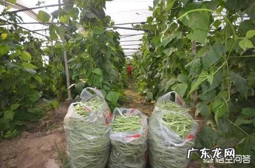 大棚种什么省事又赚钱？ 东北大棚种点什么能赚钱？