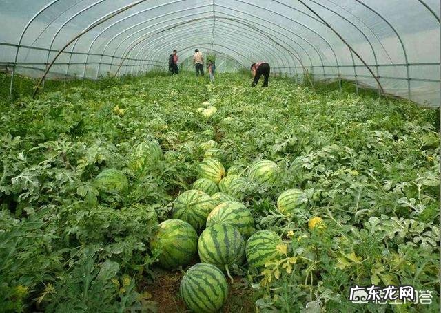 大棚种什么省事又赚钱? 东北大棚种点什么能赚钱?