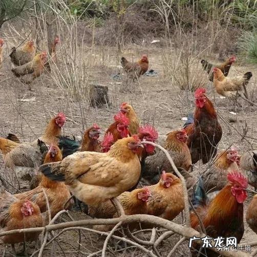 乡下做什么比较赚钱? 现在农村干什么挣钱?