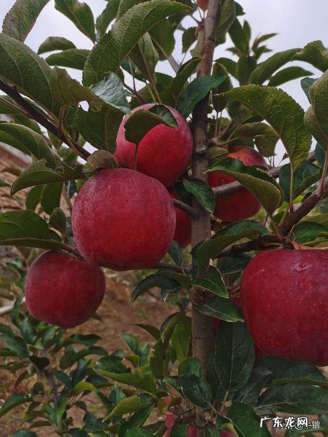 乡下做什么比较赚钱? 现在农村干什么挣钱?