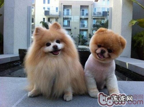 为博美犬修毛切勿过短