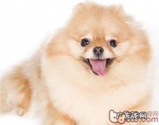 博美俊介造型设计分析