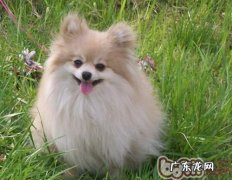 日常喂养该给博美犬吃啥