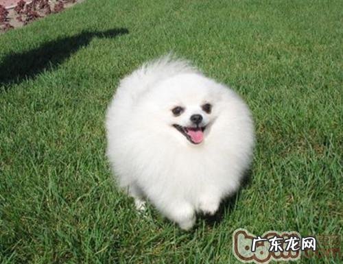 白色博美更必须用心保养