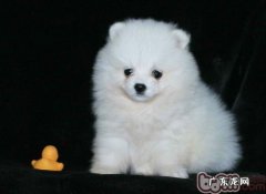 博美掉毛期的常见问题