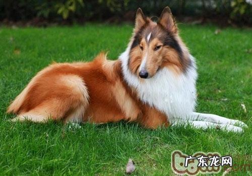 怎么让狗狗爱上犬粮