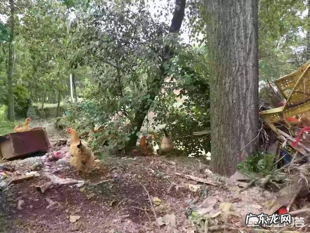 农村没有土地的人怎么办? 在老家有几百亩土地,怎样做能赚钱?