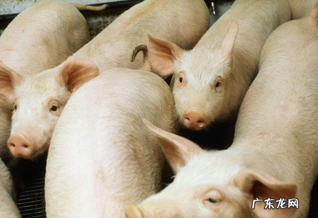 30个农村办厂项目？ 什么项目适合农村家庭作坊创业？