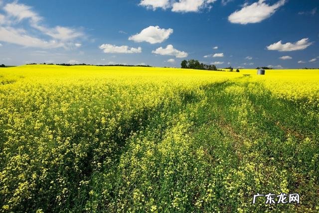 30个农村办厂项目？ 什么项目适合农村家庭作坊创业？