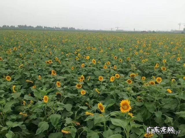 什么网站最好 有什么好的网赚项目?目前有哪个好项目致富