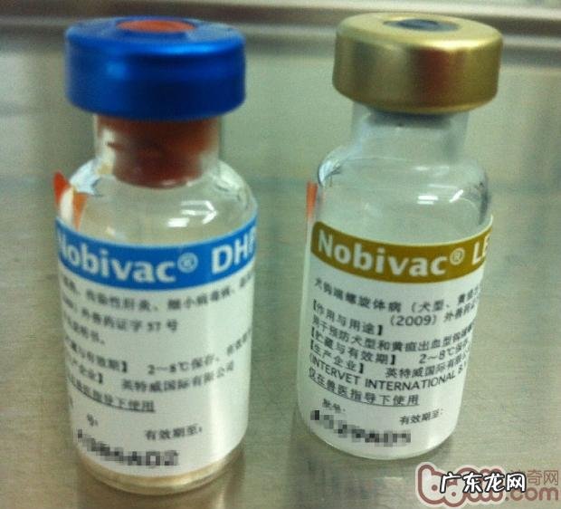 有关小狗免疫系统这一点事情