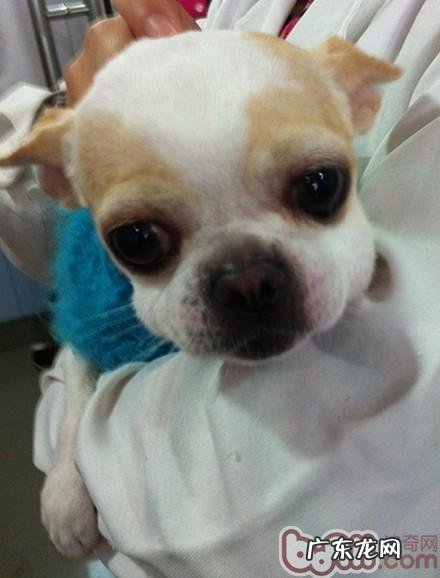 有关小狗免疫系统这一点事情