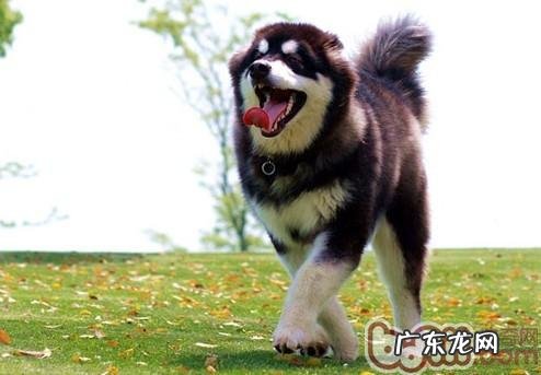 教你了解小狗的“八句话”