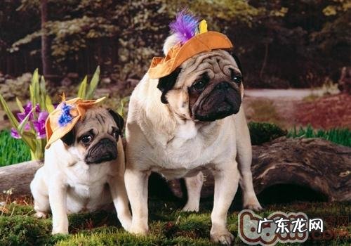 狗狗摇尾巴不一定意味着高兴