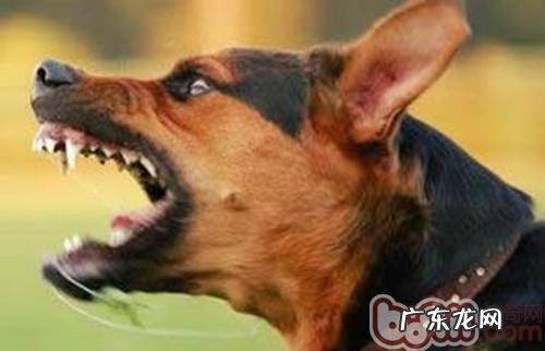 小狗进攻人们的缘故分析