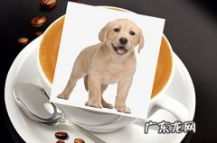 咖啡拉花是什么做的 PS咖啡拉花效果怎么做