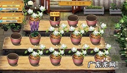 如何快速赚钱方法 小花仙怎么快速赚钱,什么应用能快速赚钱