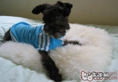 雪纳瑞选择务必了解的四件事