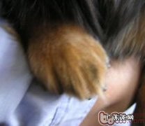 普遍的小狗脚型分类