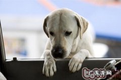 营养元素对小狗的功效