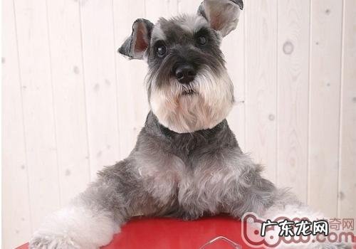 如何去除雪纳瑞眼泪