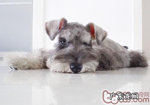 雪纳瑞感冒发烧该怎么办