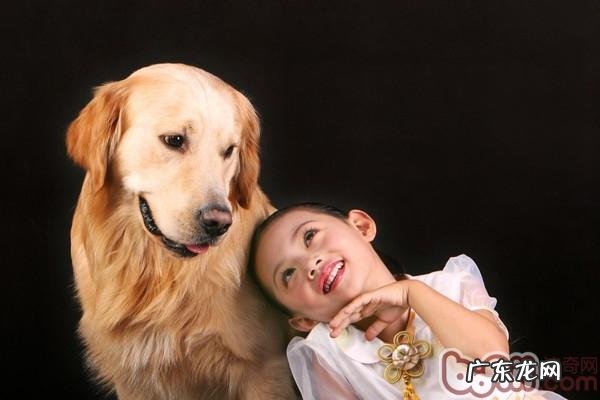 温驯狗狗排行榜强烈推荐