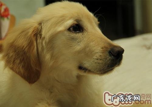 小狗航空件要多少钱