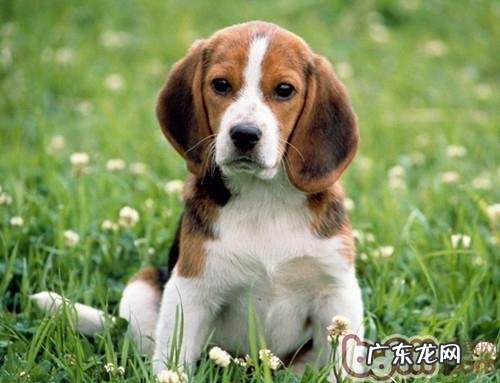 小狗的消化道详细介绍