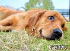 小狗鼻部湿的根本原因