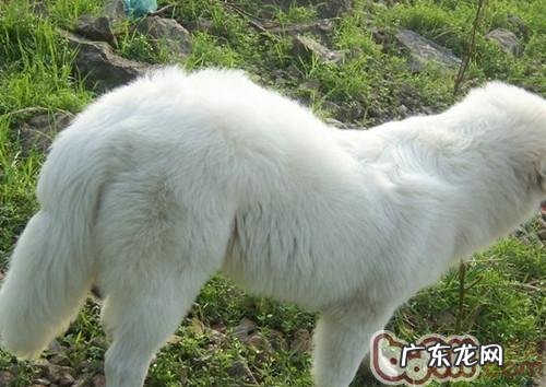 定期维护小狗小屁屁的必要性