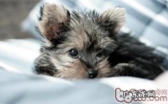 小狗觉得冷时是怎样主要表现的