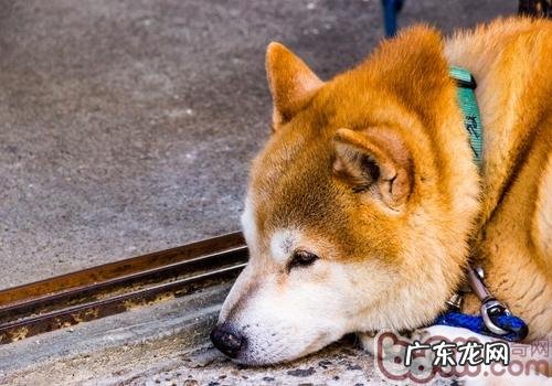 秋田犬智商排行垂直居中引异议
