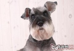 雪纳瑞什么样好