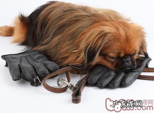 狗狗睡觉时淌口水的根本原因