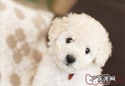 哪样小狗最好是养