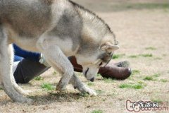 对你说小狗喜爱刨土的缘故