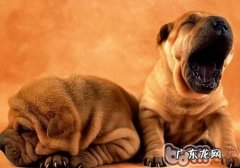 沙皮狗类型了解多少