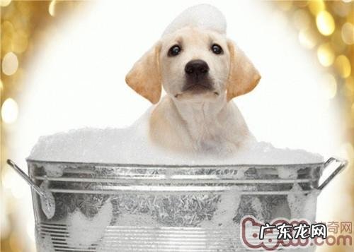 小狗不防水该怎样冼澡